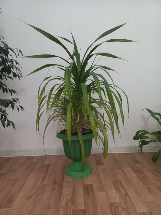 Үй гүлдері сатылады