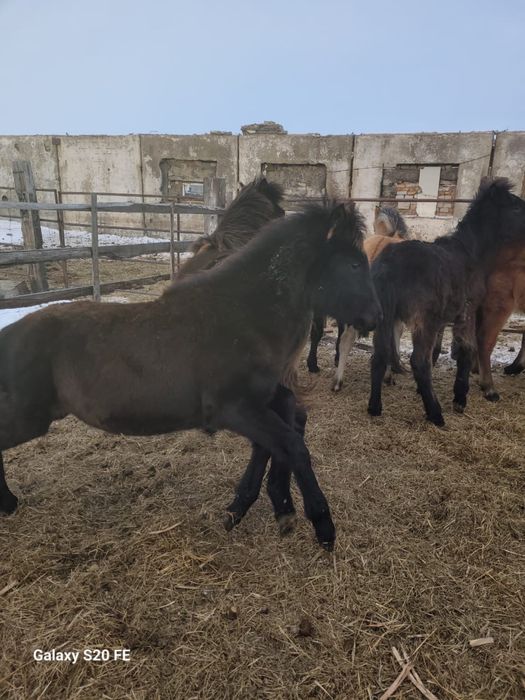 Жабағы сатамын срочно