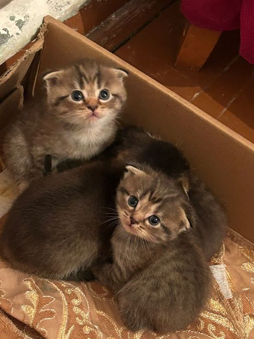 Кавалер ждет дамочек). Вязка.