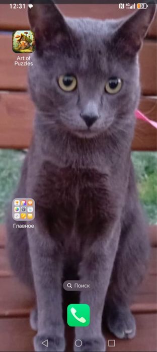 Котик в добрые руки 1 годик