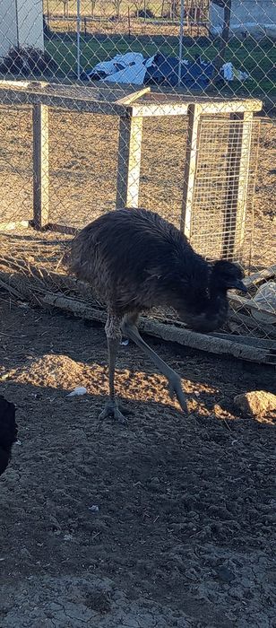 Vând struț emu femelă