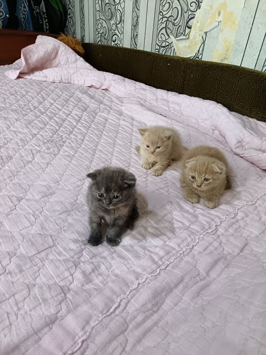 Продам котят бриташки