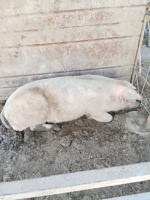 Продам кабана производителя