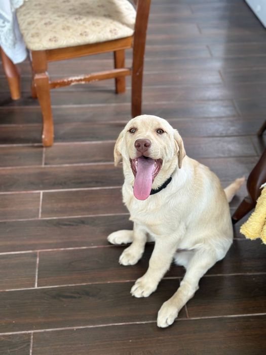 Лабрадор-ретривер