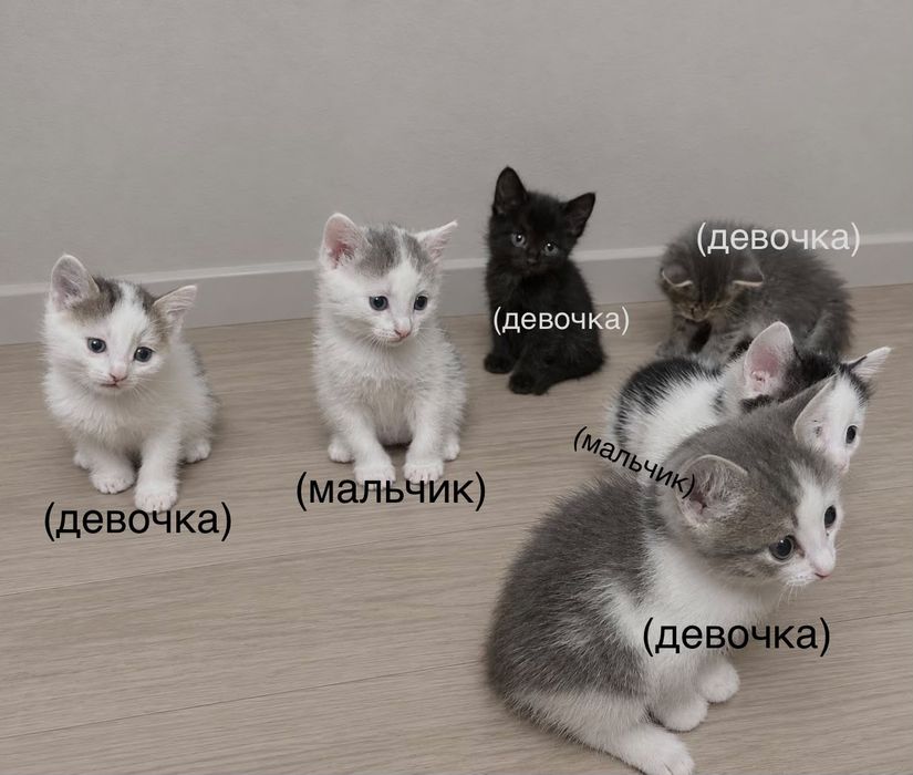 Отдам котят в добрые руки