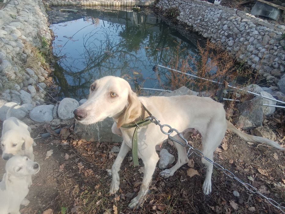 Продам щенков Тазы