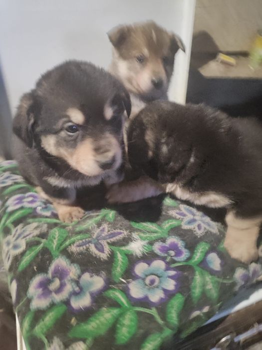 Отдам щенков бесплатно