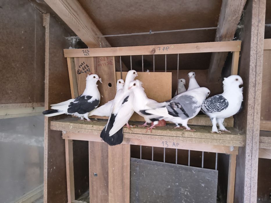 Vand porumbei  curcani satineti și moțați