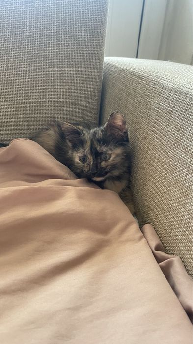 Котенок девочка
