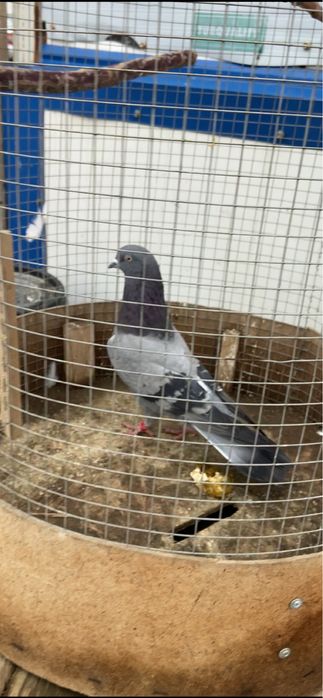 Голуби сочиха, жучка, сизая, тасманка.