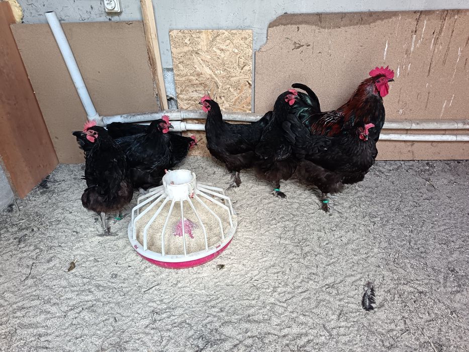 Găini marans de vanzare