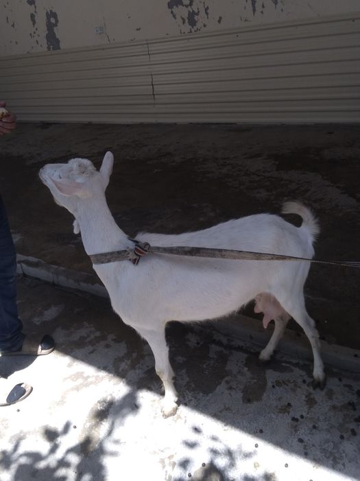 Ечки сотувдаьььб