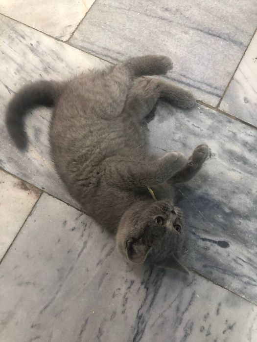 Скоттиш страйт Тоза британский