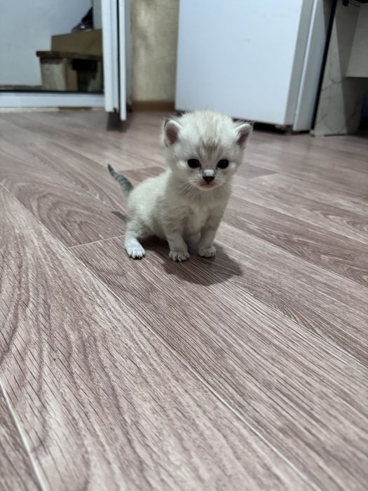 Продам очень красивые кошки !