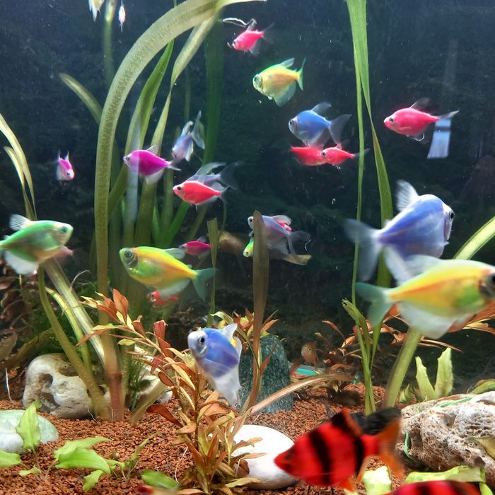 Pesti ,plante și acvarii