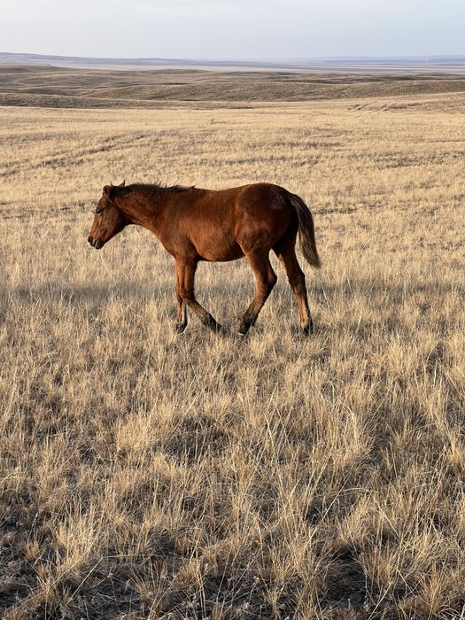 Жабагы бие на соғым
