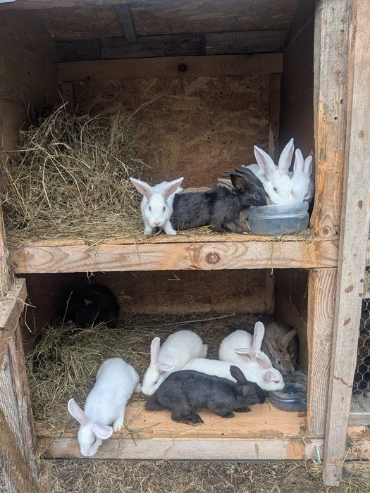 Iepurași de vânzare