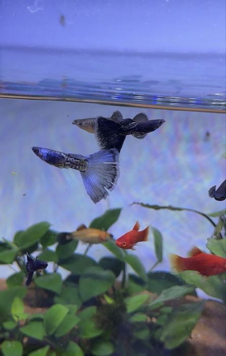 Аквариум комплект