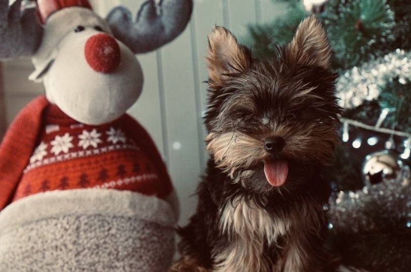 Топ бебе йоркширски териер