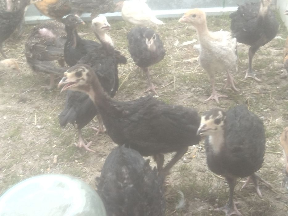 Индюшата индюшата