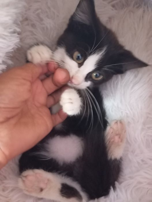 Котёнок черно-белый котенок
