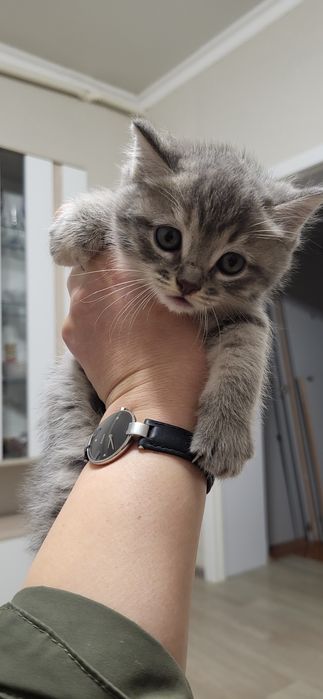 Отдам котят в надежные руки!