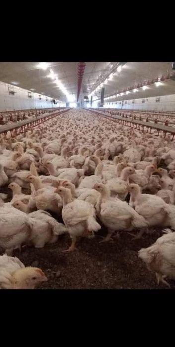 Pui rasa mixta si albi de carne