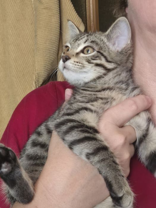 Котенок в добрые руки