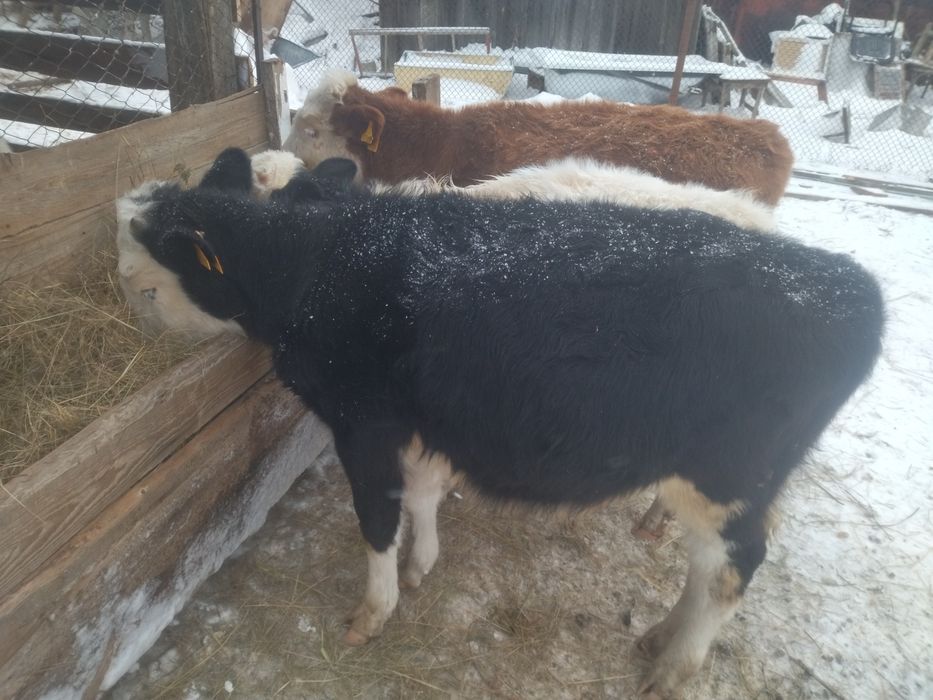 Продам бычка порода симментал