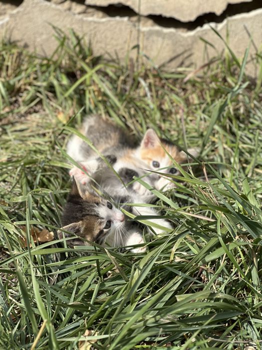 Отдам бесплатно котят в добрые руки