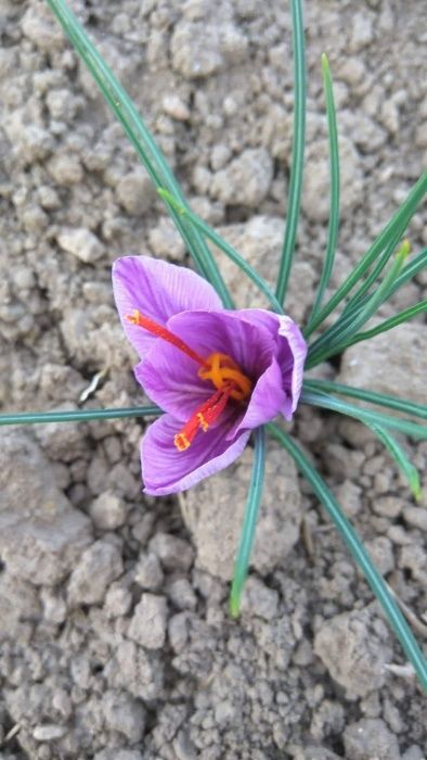 Продавам  Български шафран