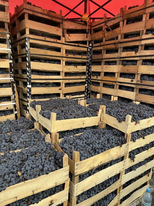 Struguri de vin capsunica sau alte soiuri