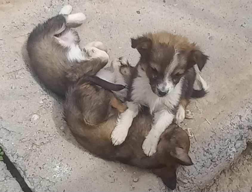 Продам щенков. Хорошие руки.