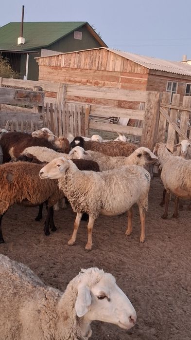 Жақсы қойлар асырағанға