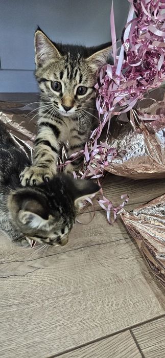 Котенок мальчик 2 месяца