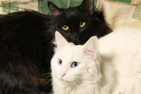 Arzon narxda turetskiy angora