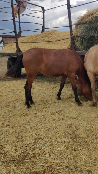 Кобылки / жеребец