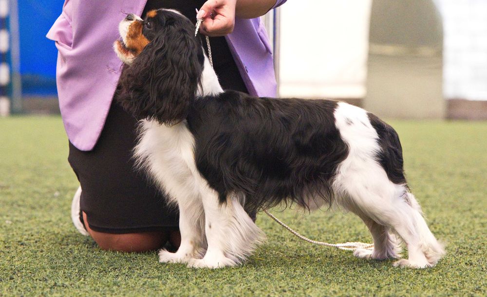 Кавалер Кинг Чарльз Спаниель