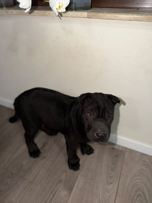 Shar pei   Puppy