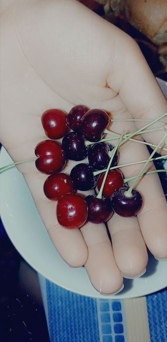 Шие/ Вишня. Смародина/Қарақат