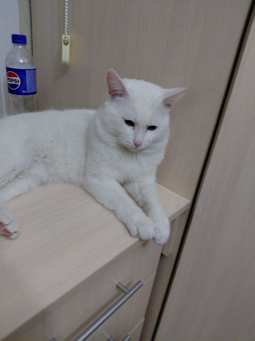 Продам домашний кошка