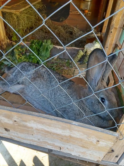 De vânzare iepuroaica