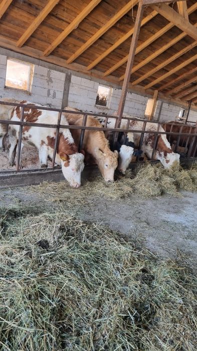 Vând 10 junici baltata Românească