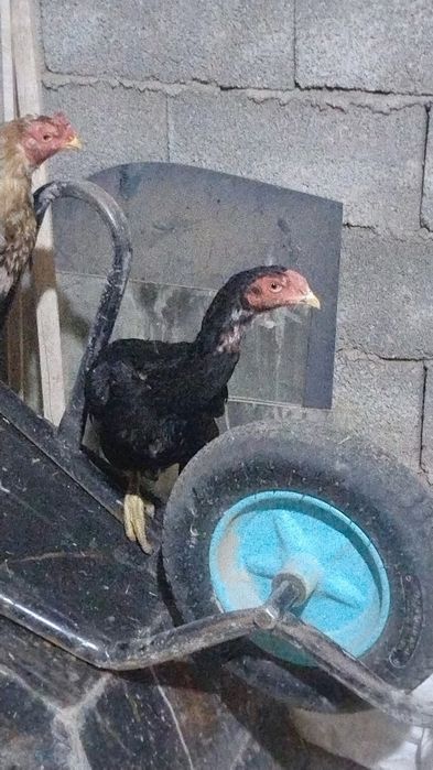 Жужа кораз сатылады