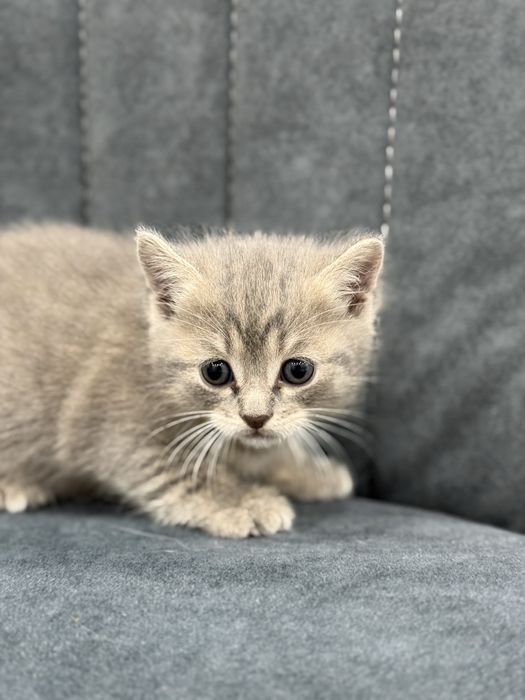 Котята умные красивые