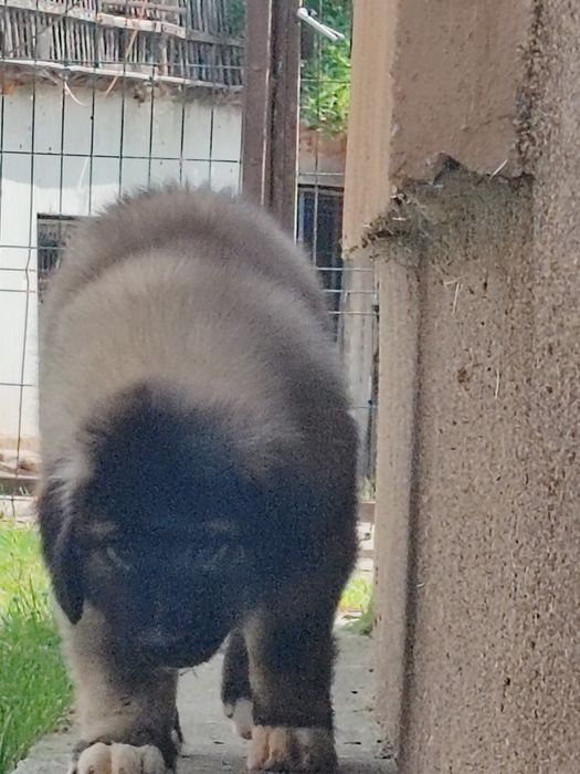 Cățel ciobănesc caucazian cu pedigree