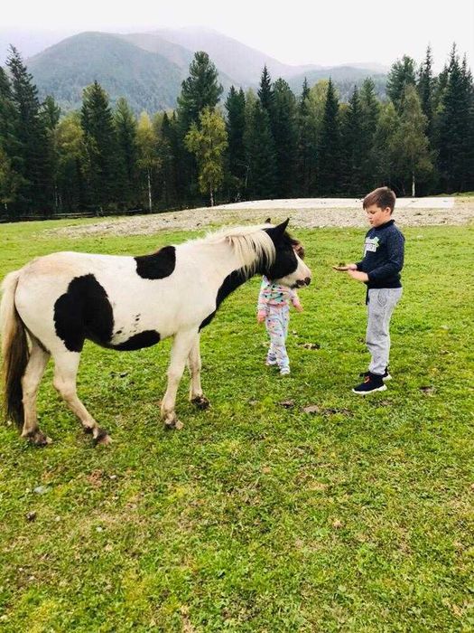 Продам породистых пони