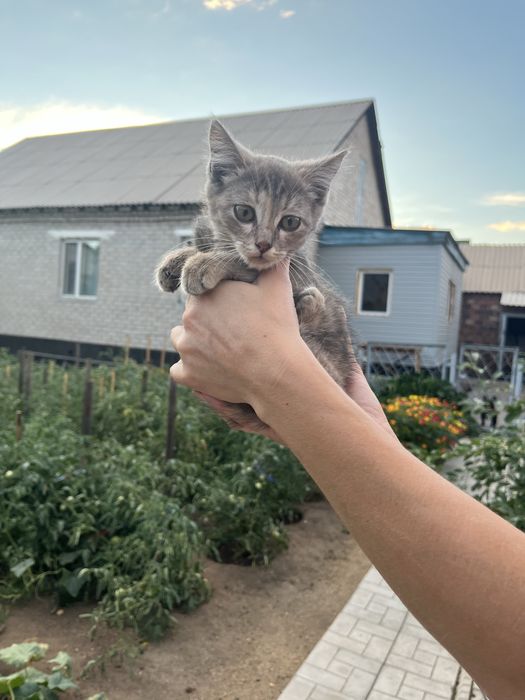 Одам в добрые руки