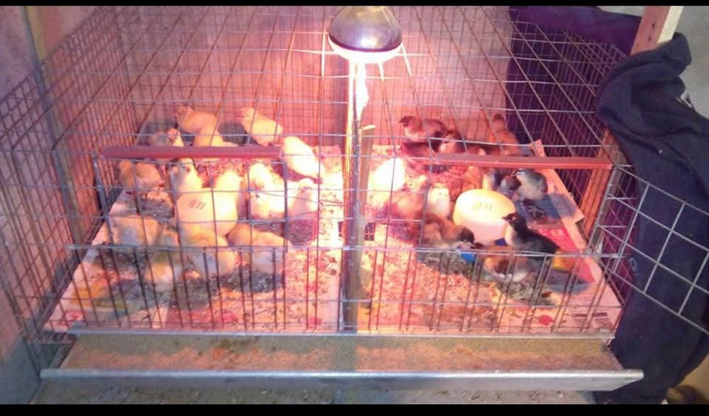 Cușcă prepelițe,pui!