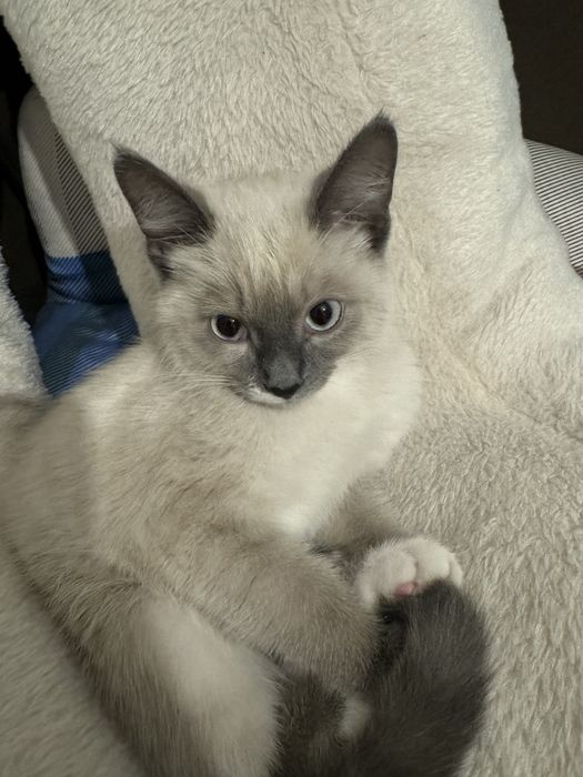 Взрослая кошка бесплатно